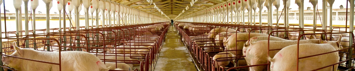 Estimating the Replacement Cost of a Pig Farm