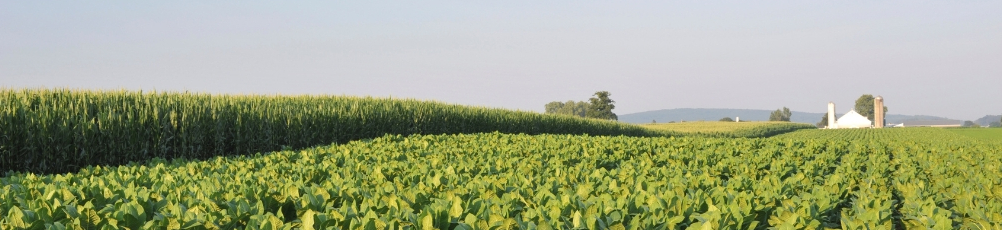 A tobacco farm in Canada