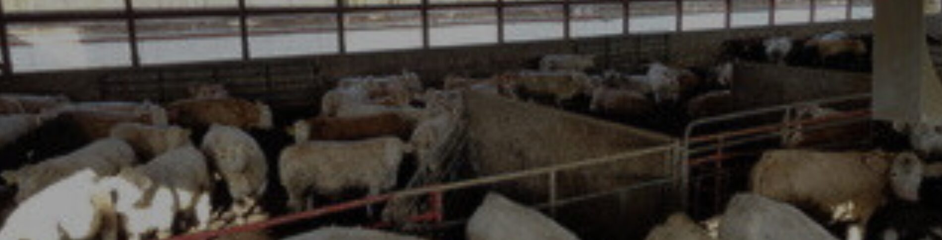 Replacement Cost for Beef Facilities – Douglas Cost Guide